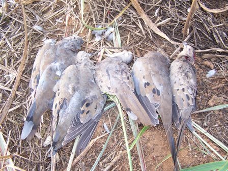 bag limit for dove hunting