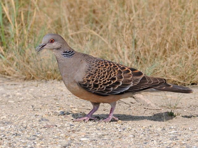 russian dove hunting