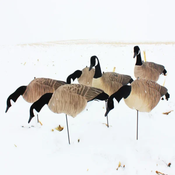 DG XILEI's Canadian Goose Decoys - Per 6 - Image 2