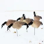 DG XILEI's Canadian Goose Decoys - Per 6