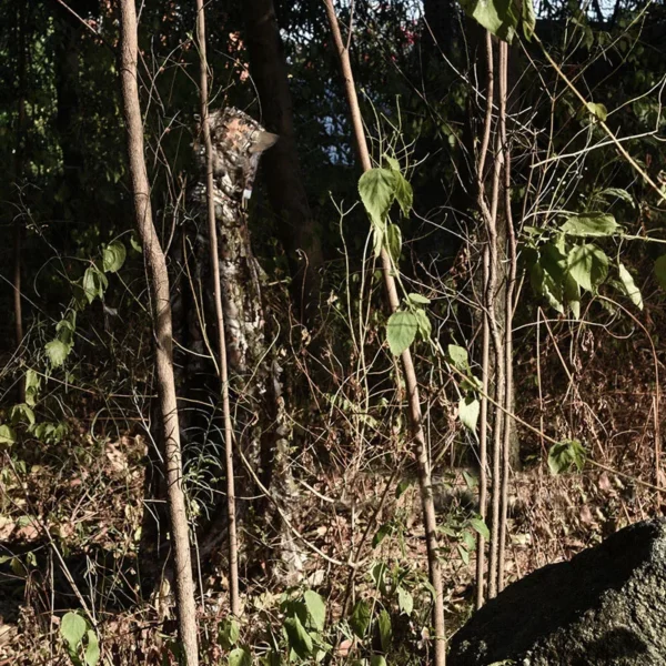 Sniper Jungle Camouflage Hunting Ghillie Suits