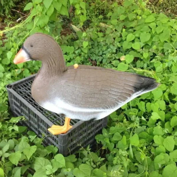 White fronted Goose Decoy